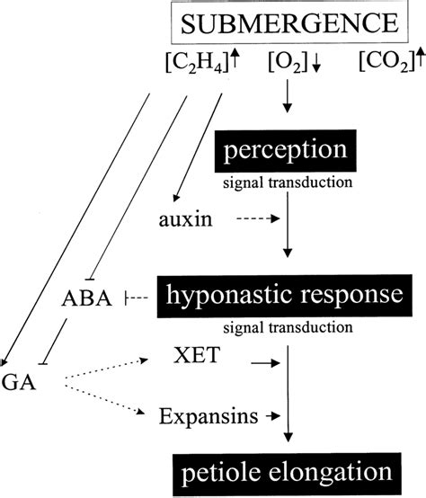 Image result for Signal Transduction Cascade Animation