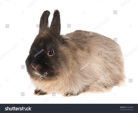 Jersey Wooly Shaded Seal Domestic Rabbit Stock Photo 35328094 ...