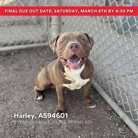 Stanislaus Animal Services Agency | Just a handful of the puppies you ...