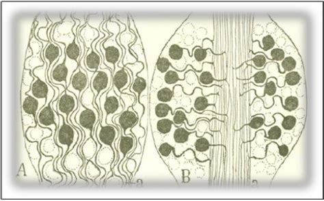 Cajal’s Law of Dynamic Polarization: Mechanism and Design