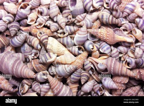 Image result for Colorful Sea Shells On Beach