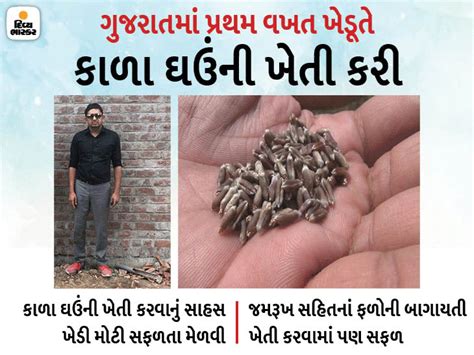 The farmer of Olpad successfully cultivated the black wheat prepared by ...