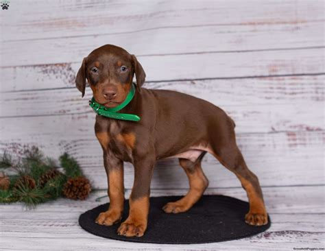 Doberman Chocolate Colour Puppy