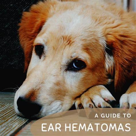 Hematoma: Swollen Dog Ear Flap and How a Vet Will Treat It - PetHelpful