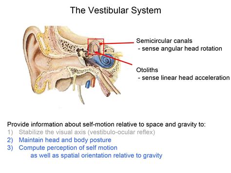 Vestibular System Model Vestibular System – Lancaster Glossary Of