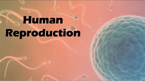Image result for Human Reproduction YouTube