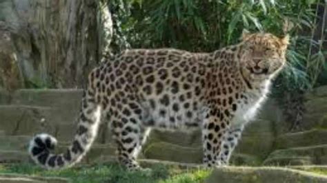 From Iriomote to Black-footed: 7 rare cat species across the planet