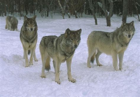 与狼共舞最新素材