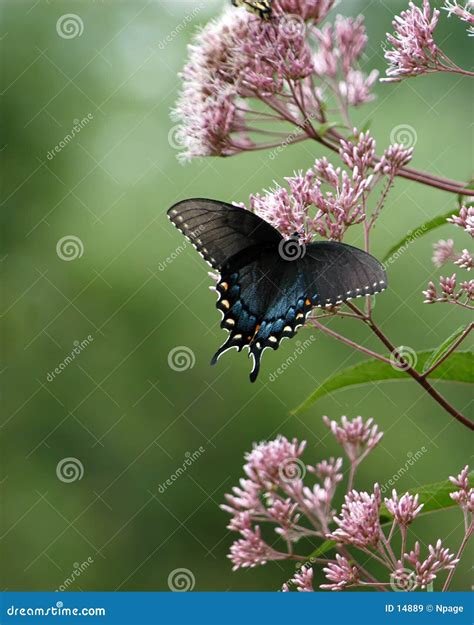 黑蝴蝶 | 很漂亮的側身 | fanny2173 | Flickr