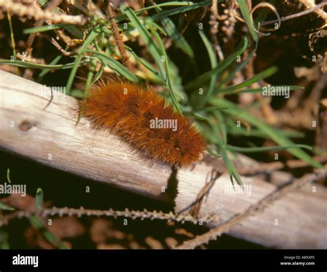 Caterpillar of the Garden Tiger Moth (Arctia caja). Caterpillars are ...