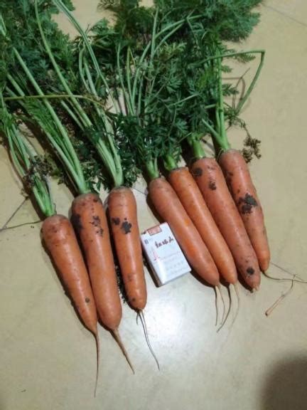 安徽省萧县是全国著名的胡萝卜种植基地 - 胡萝卜价格网