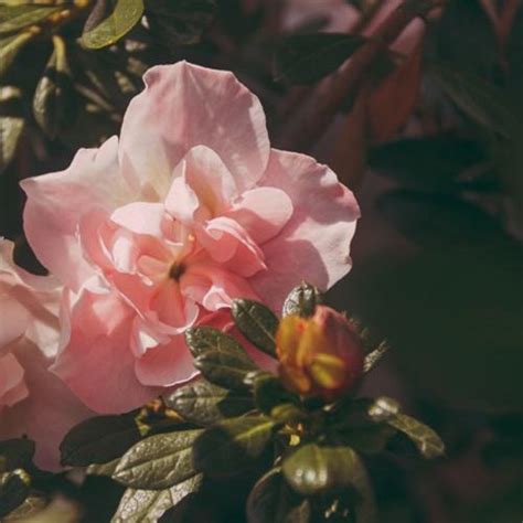 最美玫瑰花微信头像，娇美的粉色玫瑰花送给每一位朋友-个性头像