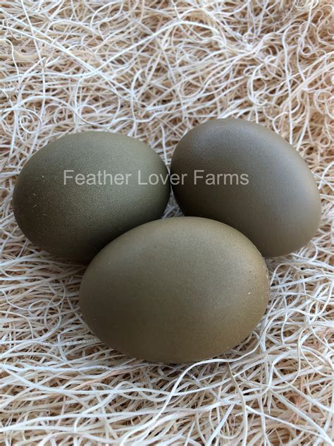Lavender Olive Egger Chicks For Sale | Feather Lover Farms