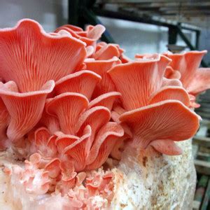 Kolhapur Mushrooms Pink Oyster Mushrooms 1 Kg spawn, Pleurotus Djamor ...
