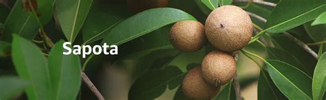 Fresh Sapota
