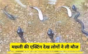 मछली की एक्टिंग देख लोगों की छूट गई हंसी, बोले- इसको अभी के अभी ऑस्कर ...