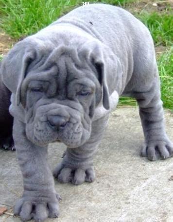 Neapolitan mastiff Puppies For Sale in Bangalore