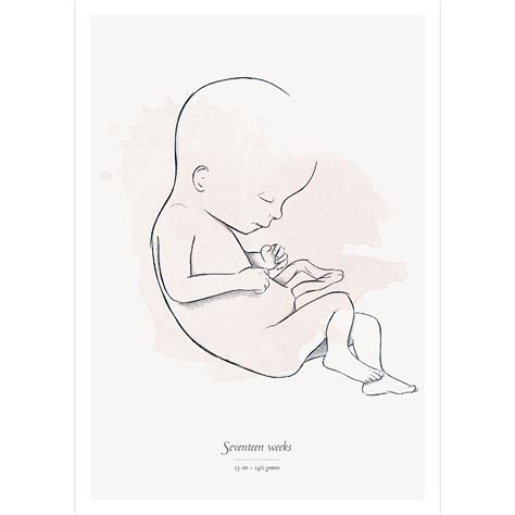 Seventeen weeks pregnancy | A5 card - Nine Months Calendar