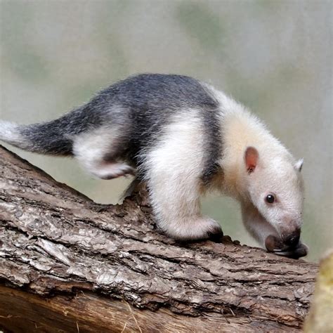 Where Does Anteaters Live