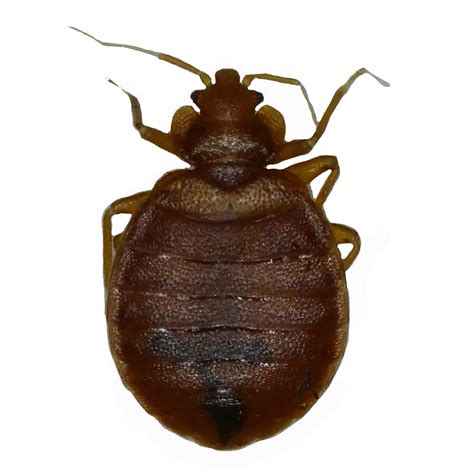 Got Black Bed Bugs? The 2 Reasons They Can Look Black