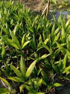 RISOBNURSERY Betel Nut/Supari Plant Price in India - Buy RISOBNURSERY ...