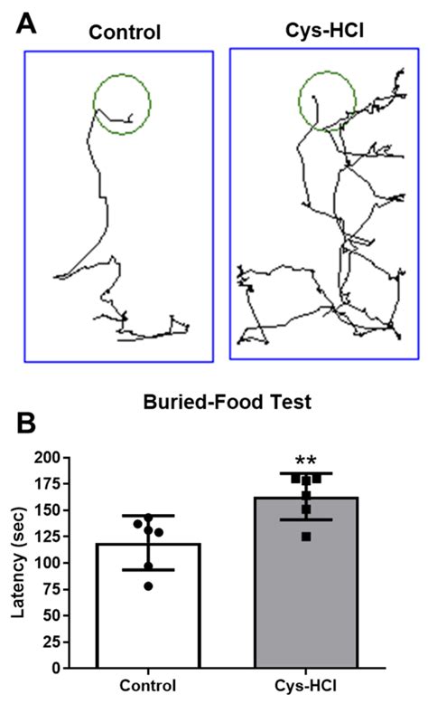 Cysteamine HCl Administration Impedes Motor and Olfactory Functions ...