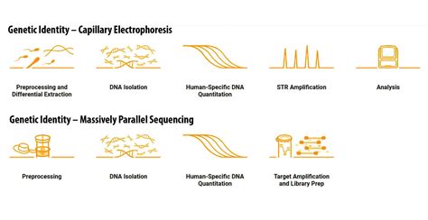 Forensic DNA Analysis Methods 的图像结果