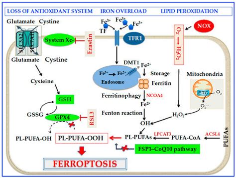 New Insights into the Role of Ferroptosis in Cardiovascular Diseases