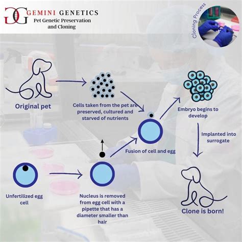 Image result for Cloning Process Explained