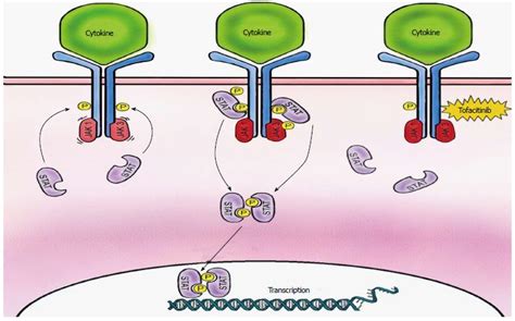 Clinical perspectives of Janus Kinase Inhibitors: A review | Asian ...