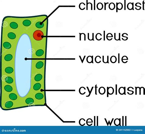 Simplified Structure of Plant Cell Chloroplast, Nucleus, Vacuole ...