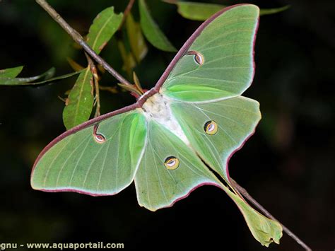 Actias luna