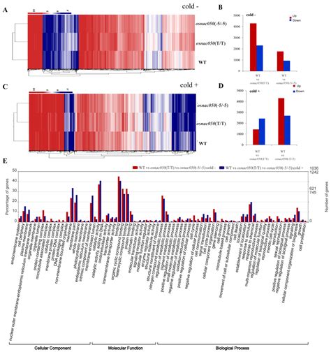 Knocking out OsNAC050 Expression Causes Low-Temperature Tolerance in ...