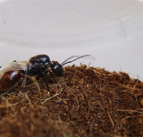 THE SINGAPORE ANTS EXHIBITION - All You Need to Know BEFORE You Go 2026 ...