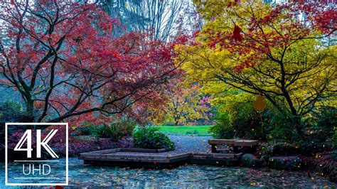 4K Animated Screensaver with Relaxing Ambient Music - Fall Foliage ...