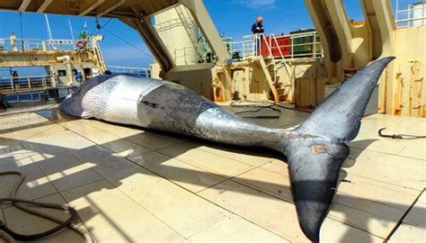 Japans größter Walfänger rüstet auf