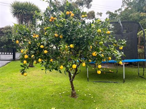Snake: সাপকে টেনে আনে ৬ গাছ, ভুলেও বাড়ির আশেপাশেও পুঁতবেন না কোন কোন ...