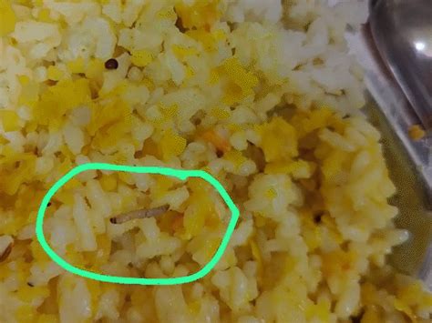 Worm-infested food sparks student protest in Khandwa hostel: Tribal ...
