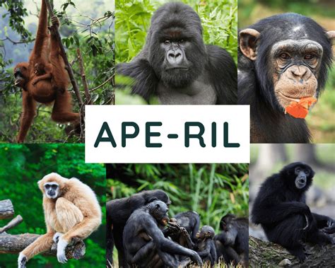Species Of Apes