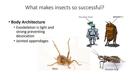 Insect 的图像结果