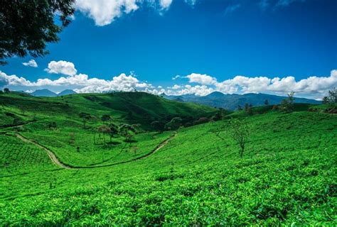 It could be that the tea in your glass comes from here cukul tea ...