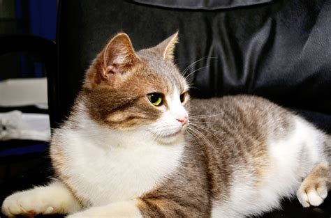 2560x1440 wallpaper | brown and white tabby cat | Peakpx