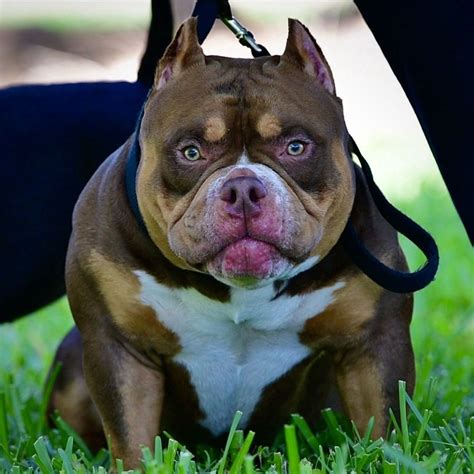 THE EXTREME POCKET BULLY PUPPIES OF VENOMLINE- AMERICAN BULLY BREEDERS ...