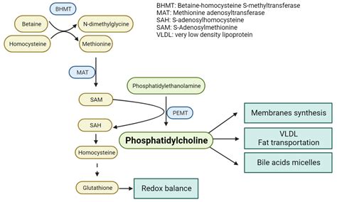 Targeted Proteomics for Monitoring One-Carbon Metabolism in Liver Diseases