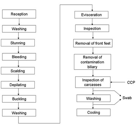 Slaughter Process 的图像结果