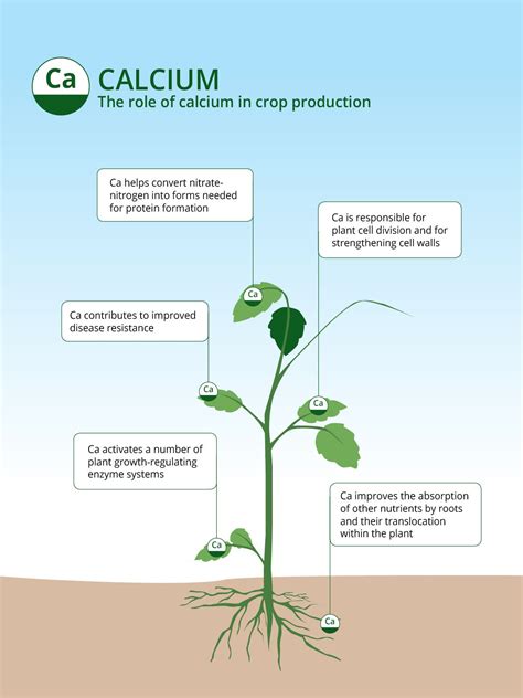 Need Calcium Fertilizers for Stronger Crops? | ICL