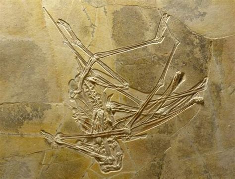 德发现1.5亿年前可过滤浮游生物的翼龙化石 - 科学探索的日志 - 网易博客