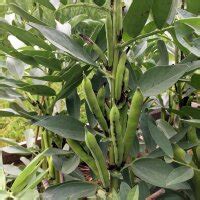 Horse bean (Vicia faba) organic seeds