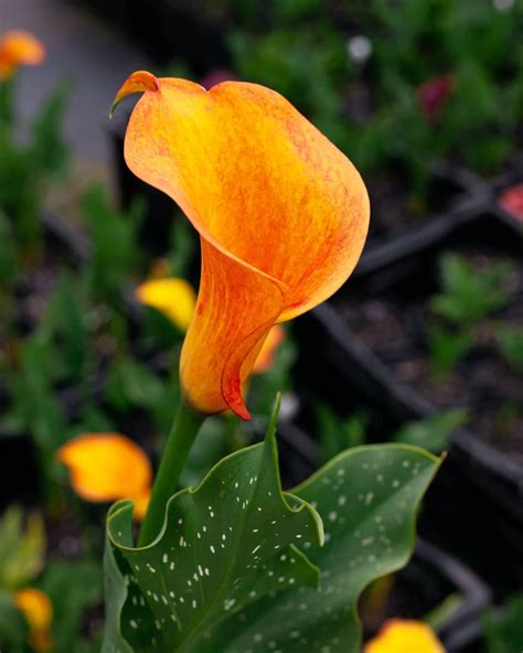 Calla Lily Care Tips at Chris Henry blog