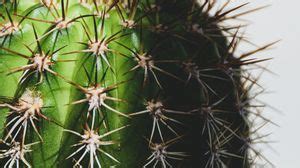 Spines wallpapers hd, desktop backgrounds, images and pictures